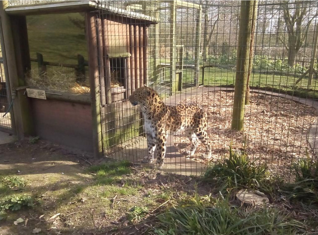 Leopard at Thrigby Hall Wildlife Gardens