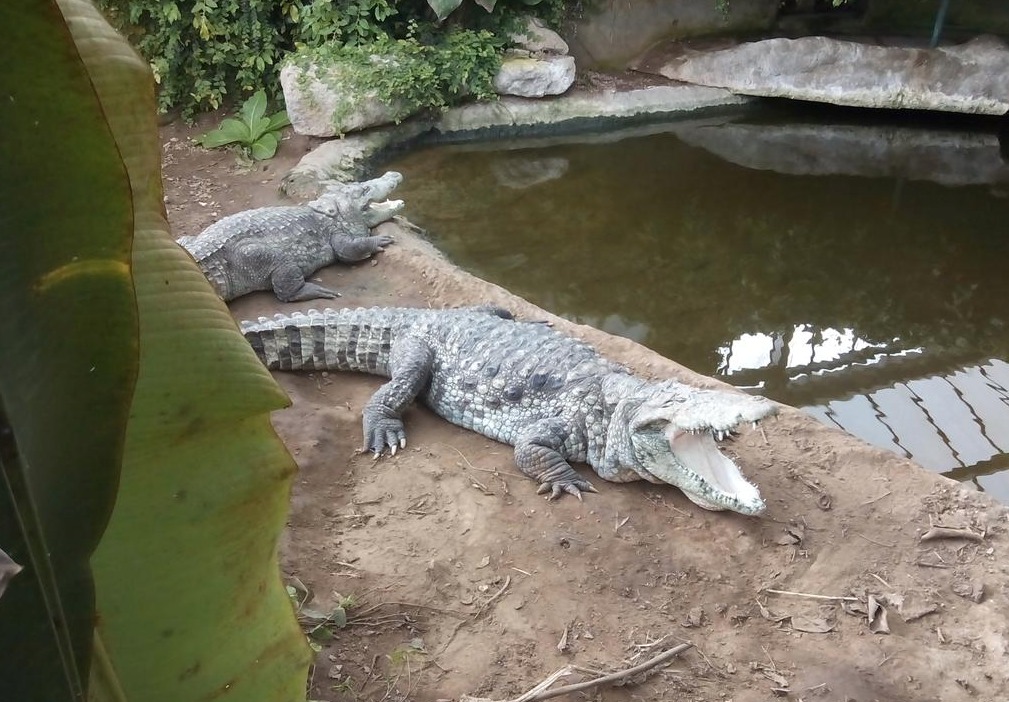 Alligator at Thrigby Hall Wildlife Gardens