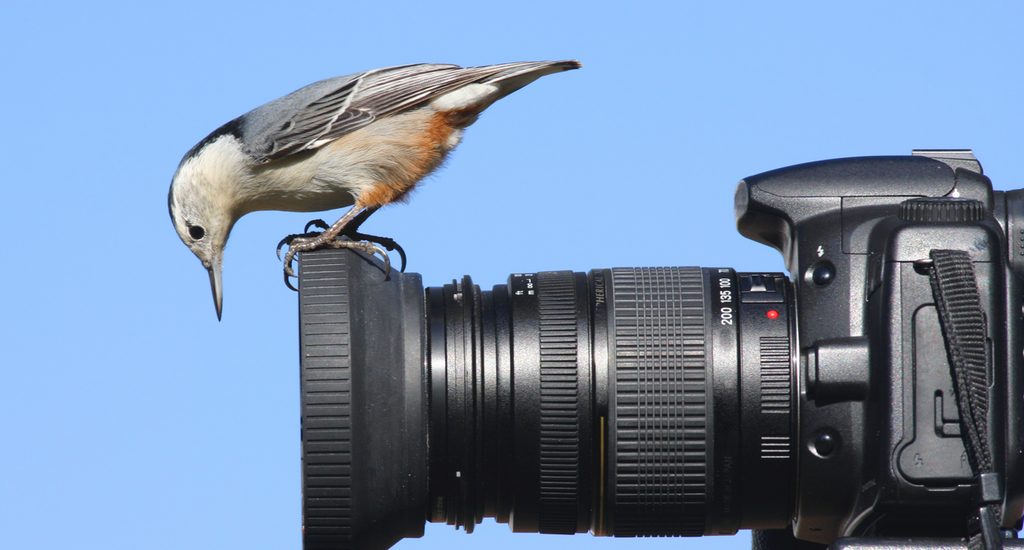 Bird Watching the Camera