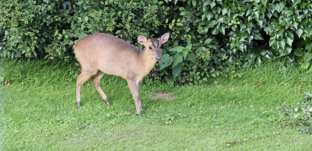 Garden Visitor