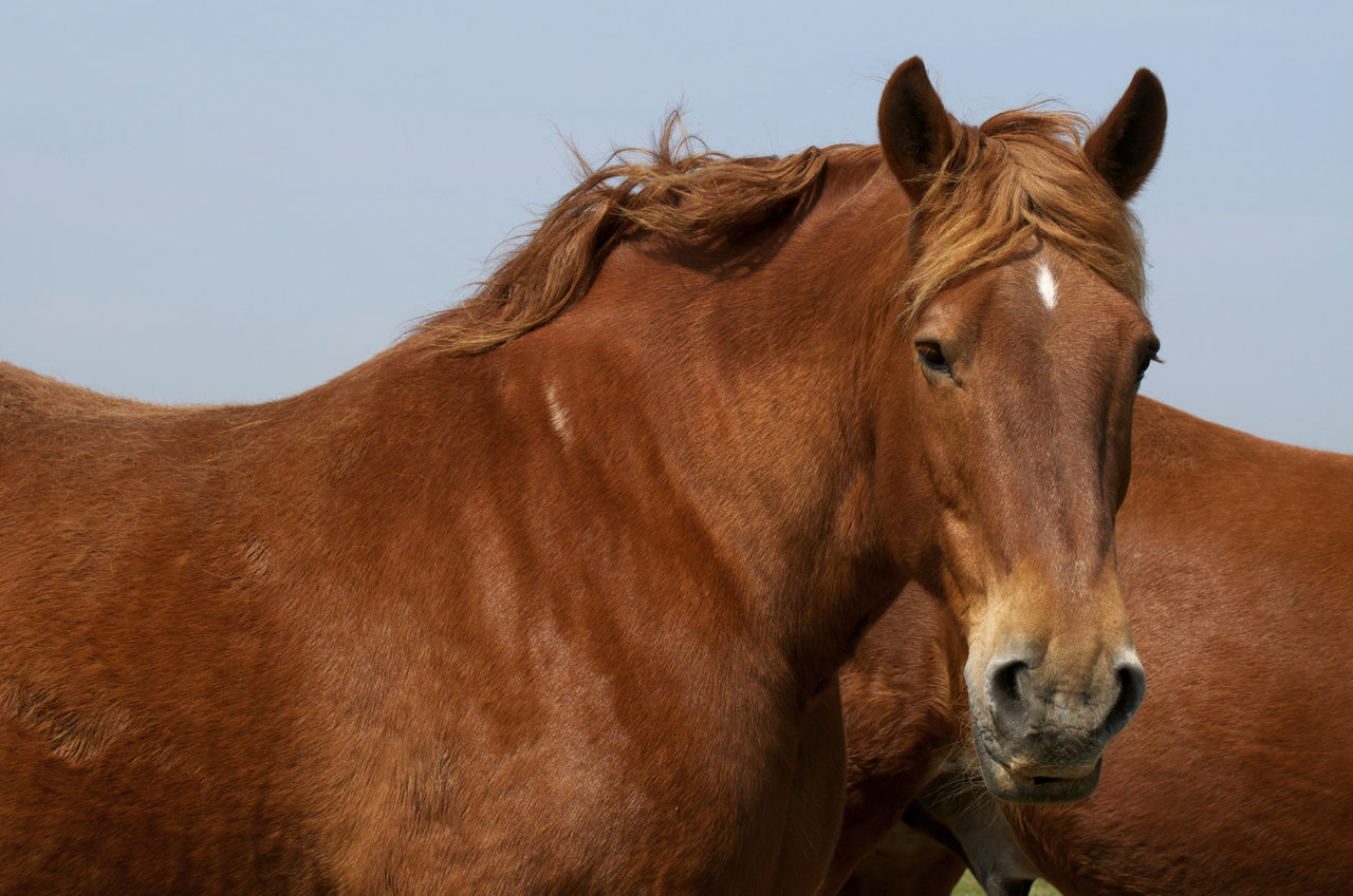 Horses