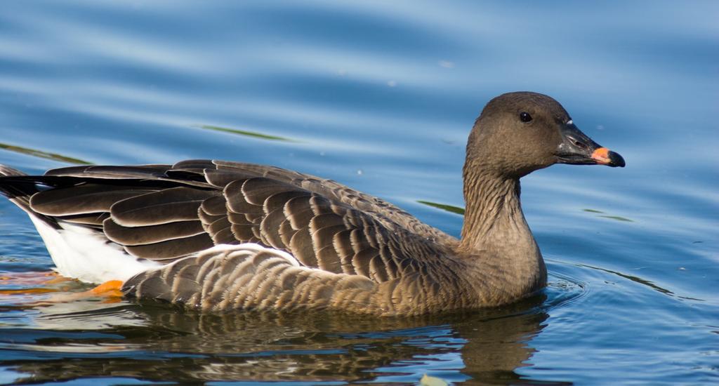 Bean Goose