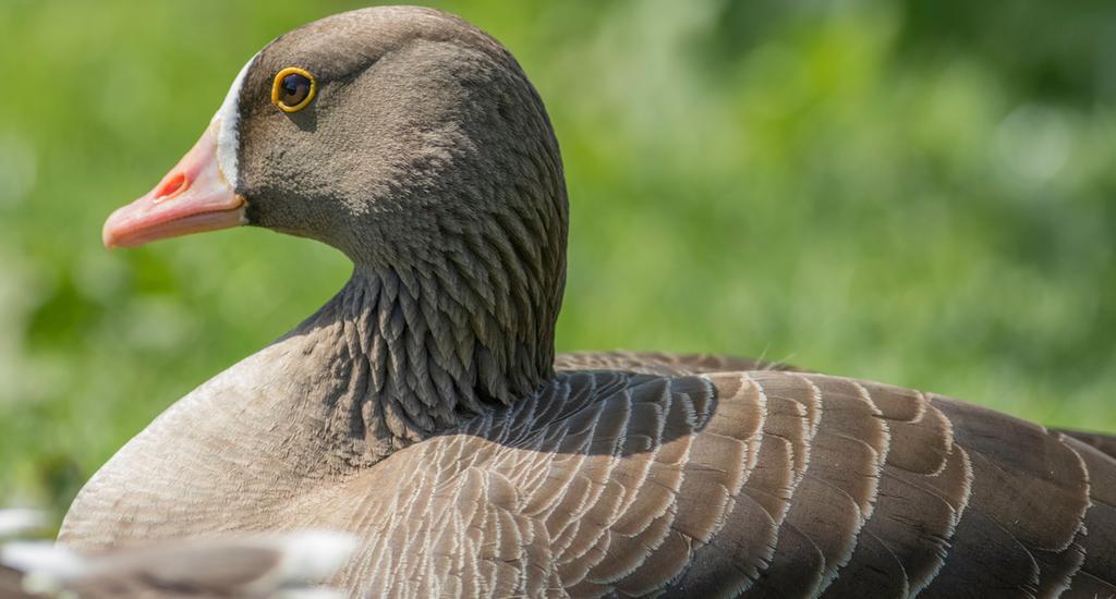 White Fronted Goose