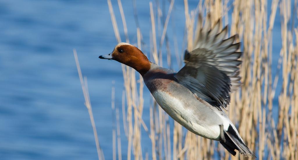 Widgeon