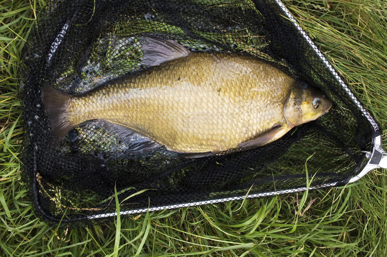 Fishing Clubs on the Norfolk Broads