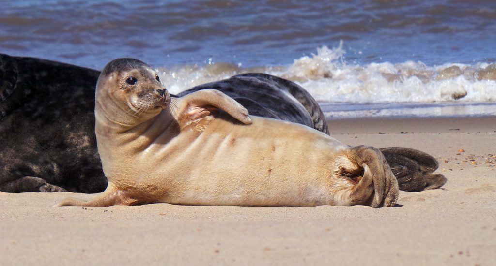 Seals