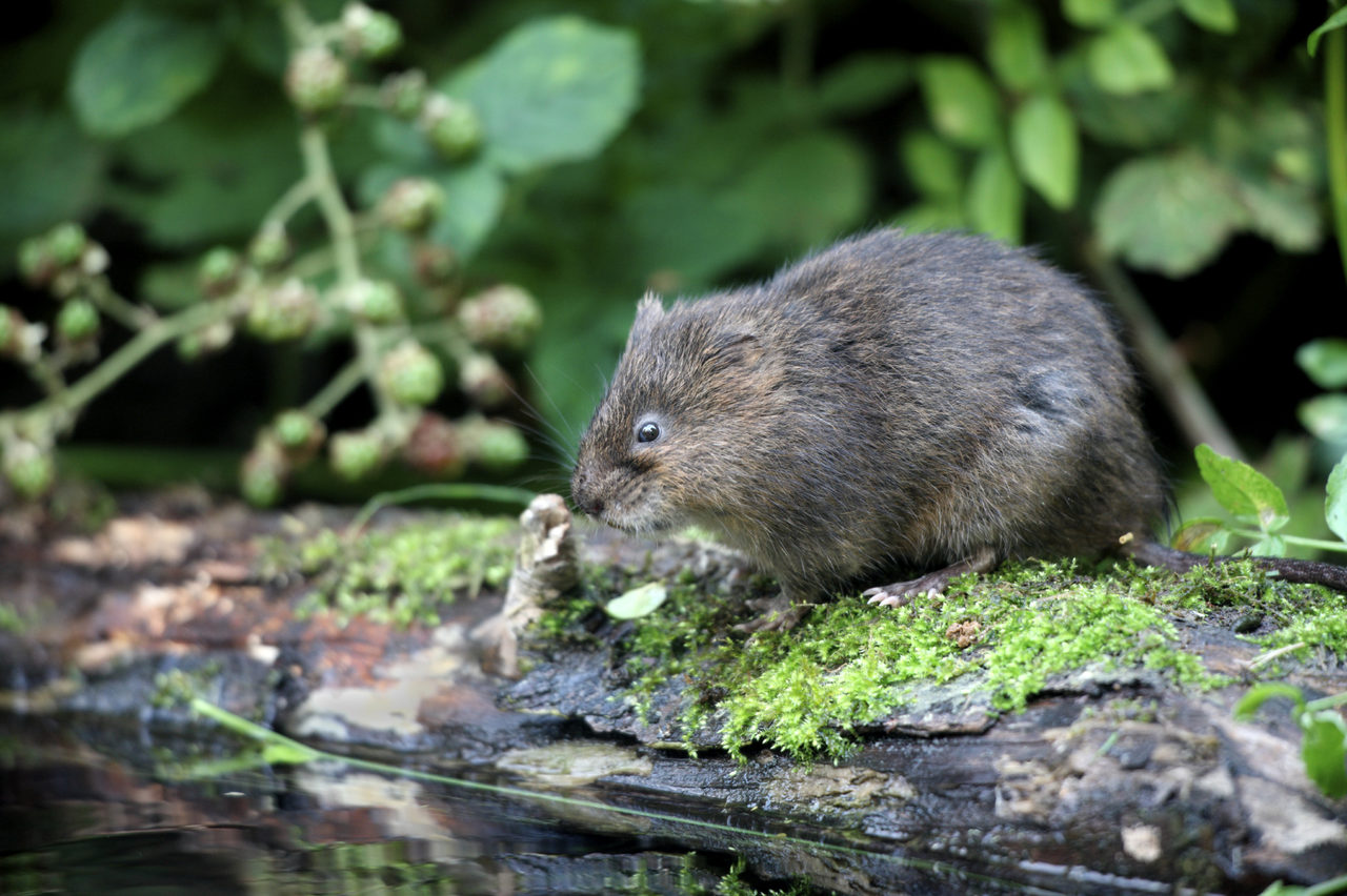 Vole Abroad In Norfolk