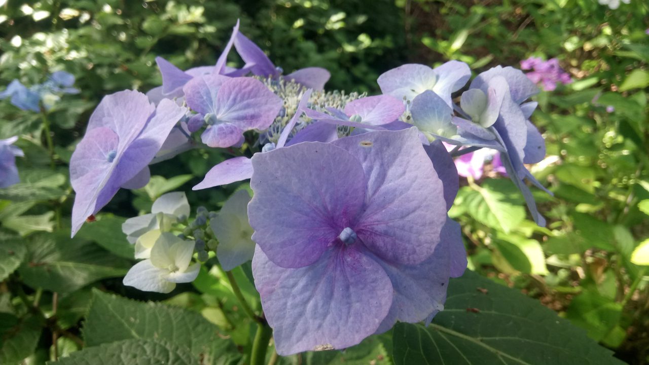 Hydrangea Path at Fairhaven Gardens