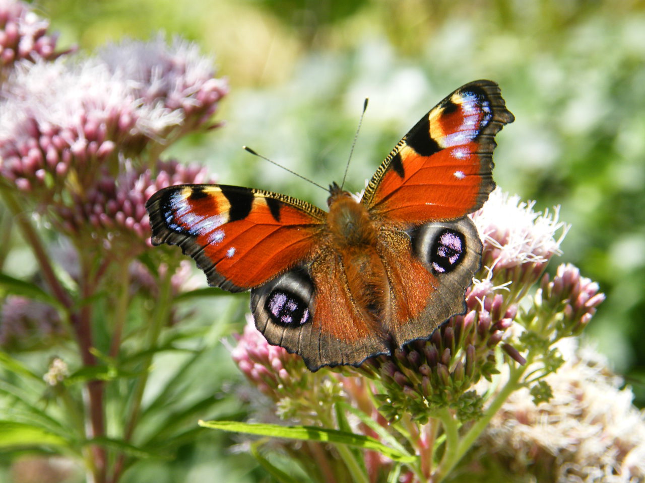 Fairhaven Tortoiseshell Butterfly