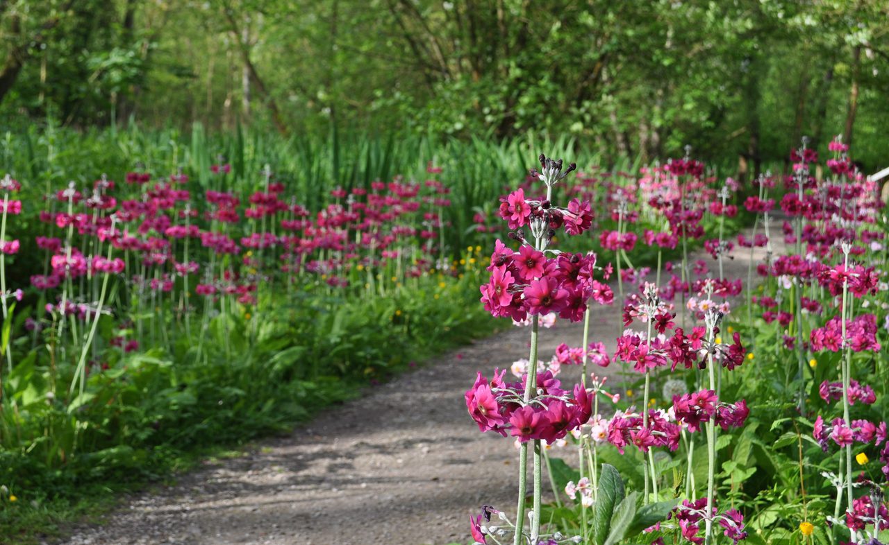 Candelabra Primulas Fairhaven Gardens