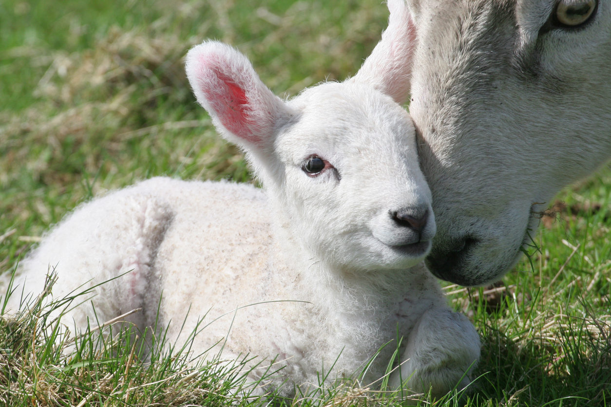 Lamb