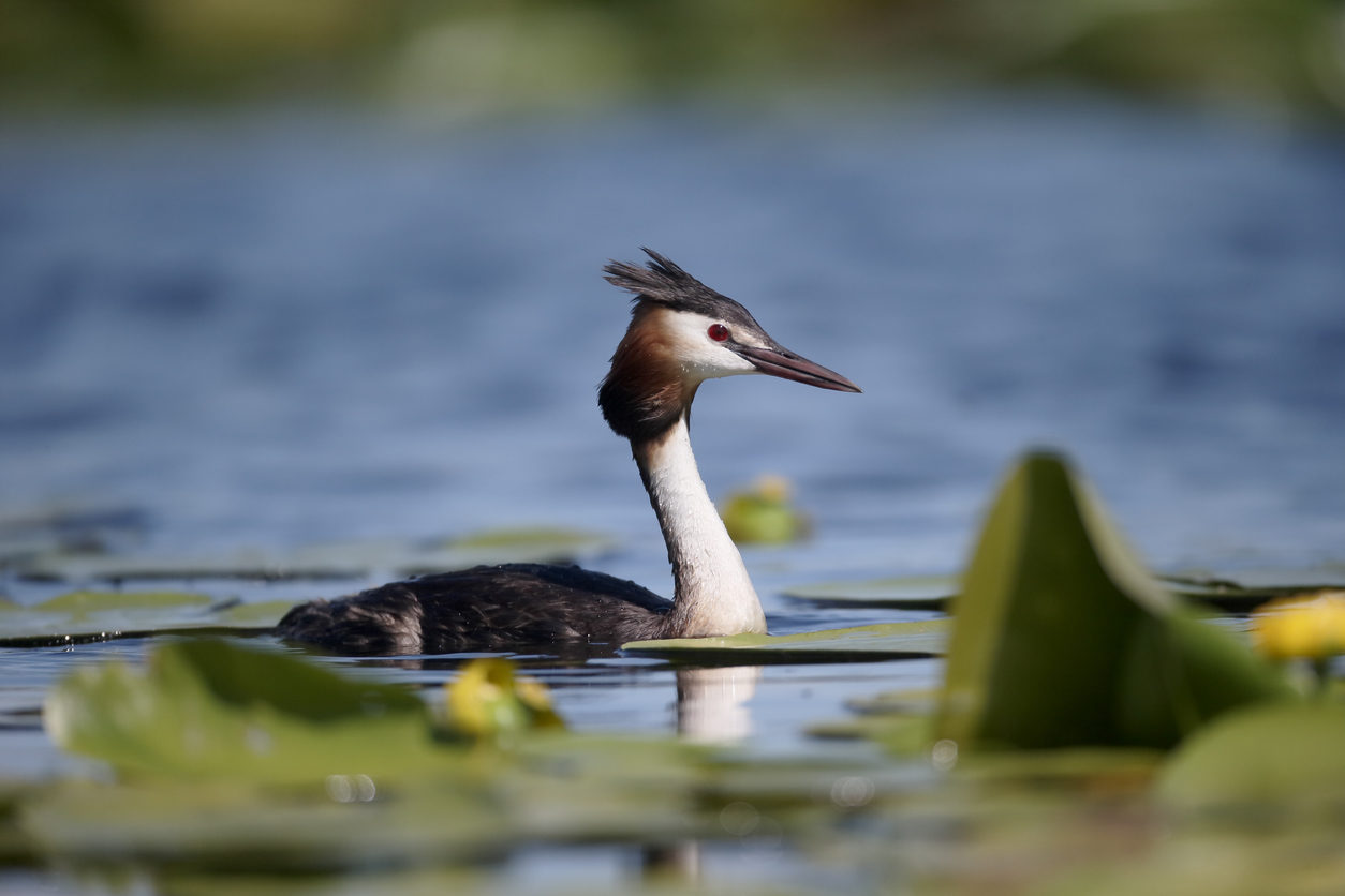 Grebe