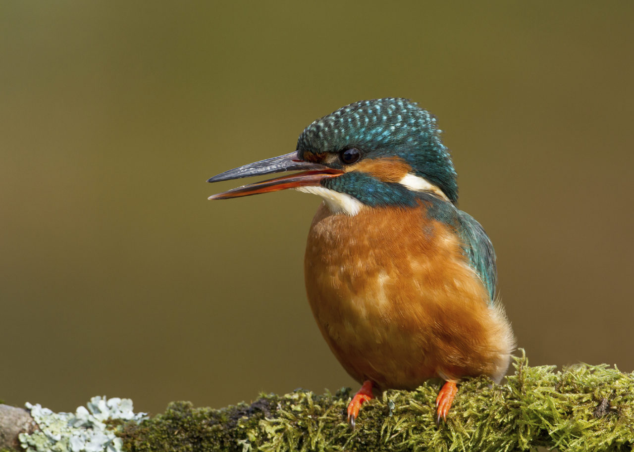 Kingfisher