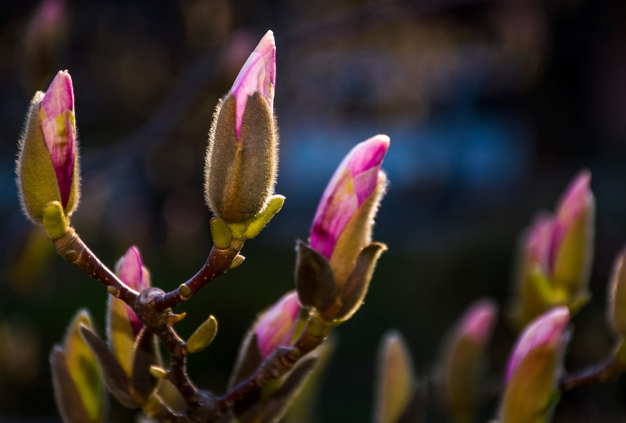 Magnolia Buds