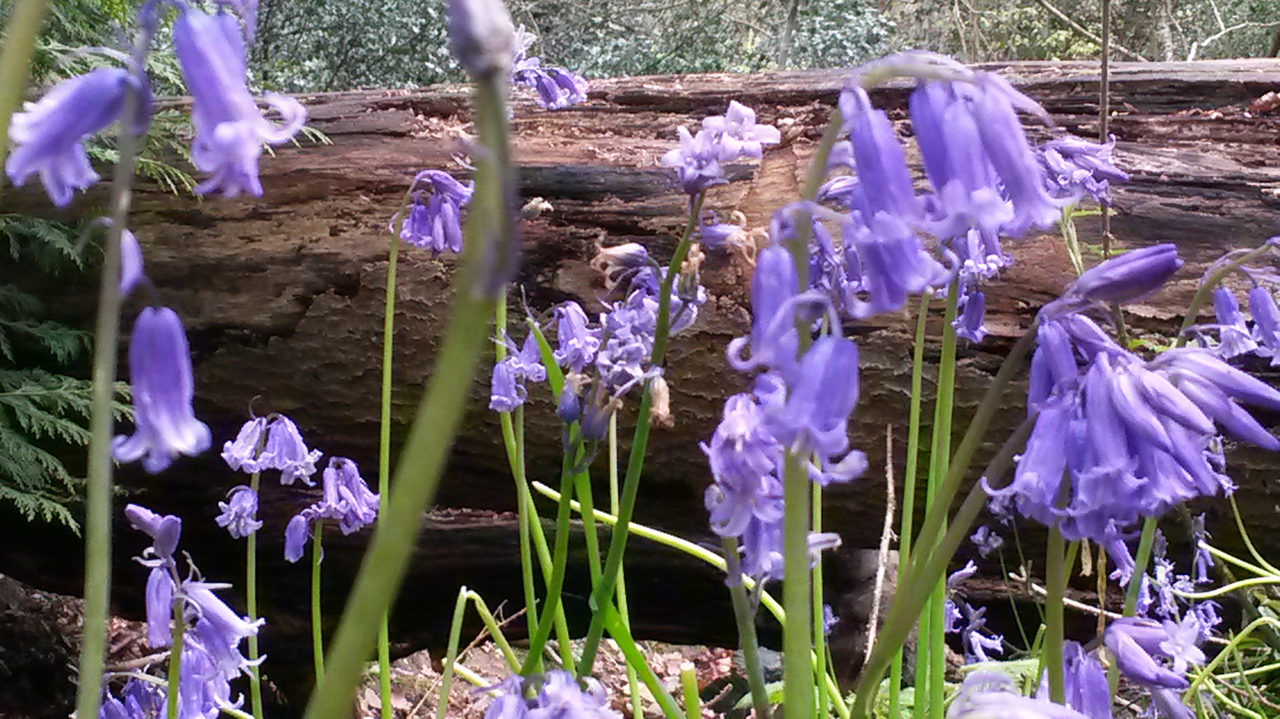 Bluebells