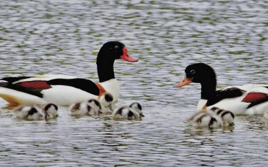 Ducks On The Waveney River