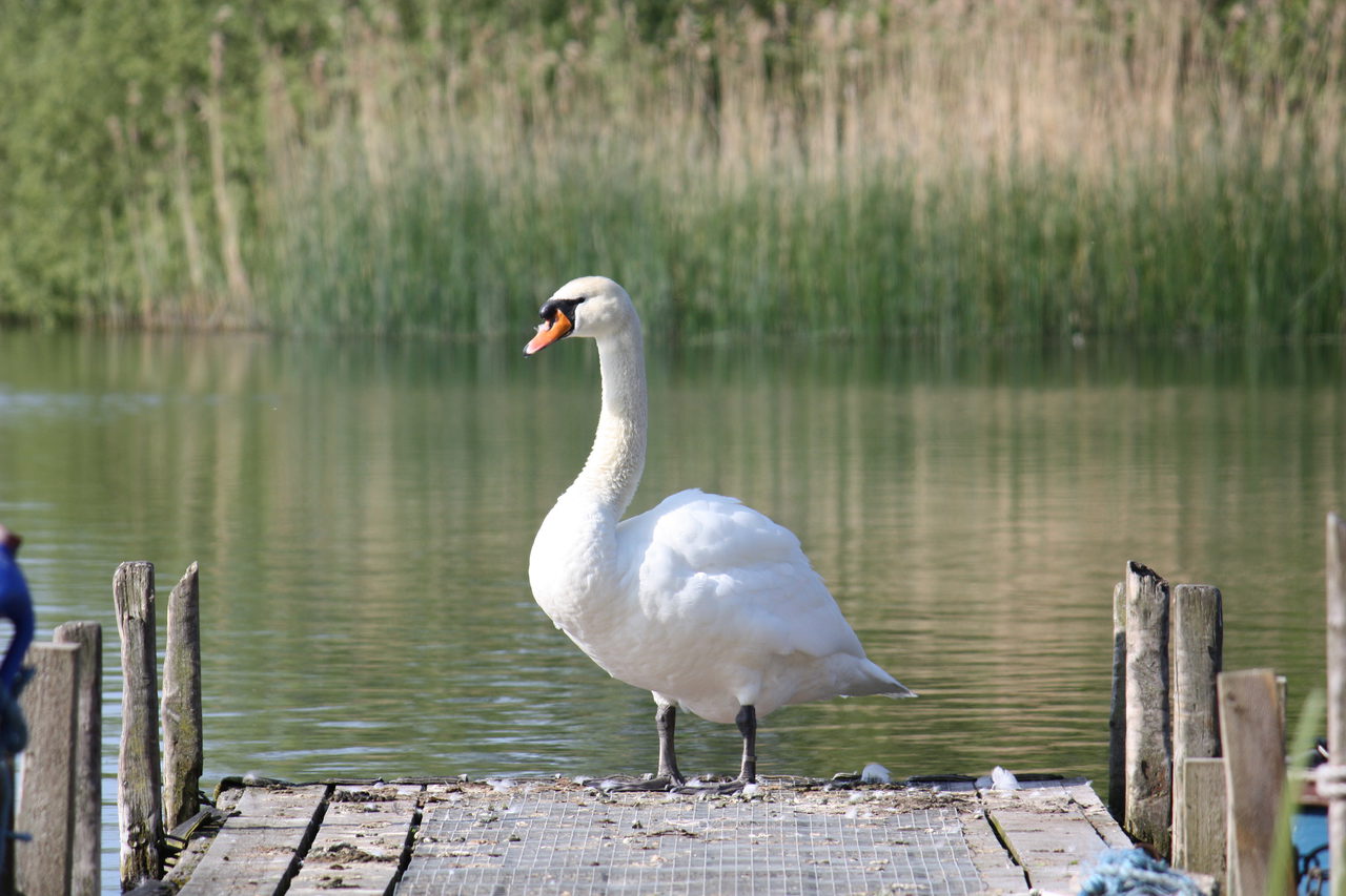 Feathered Guests Welcome To At Filby Bridge Restaurant