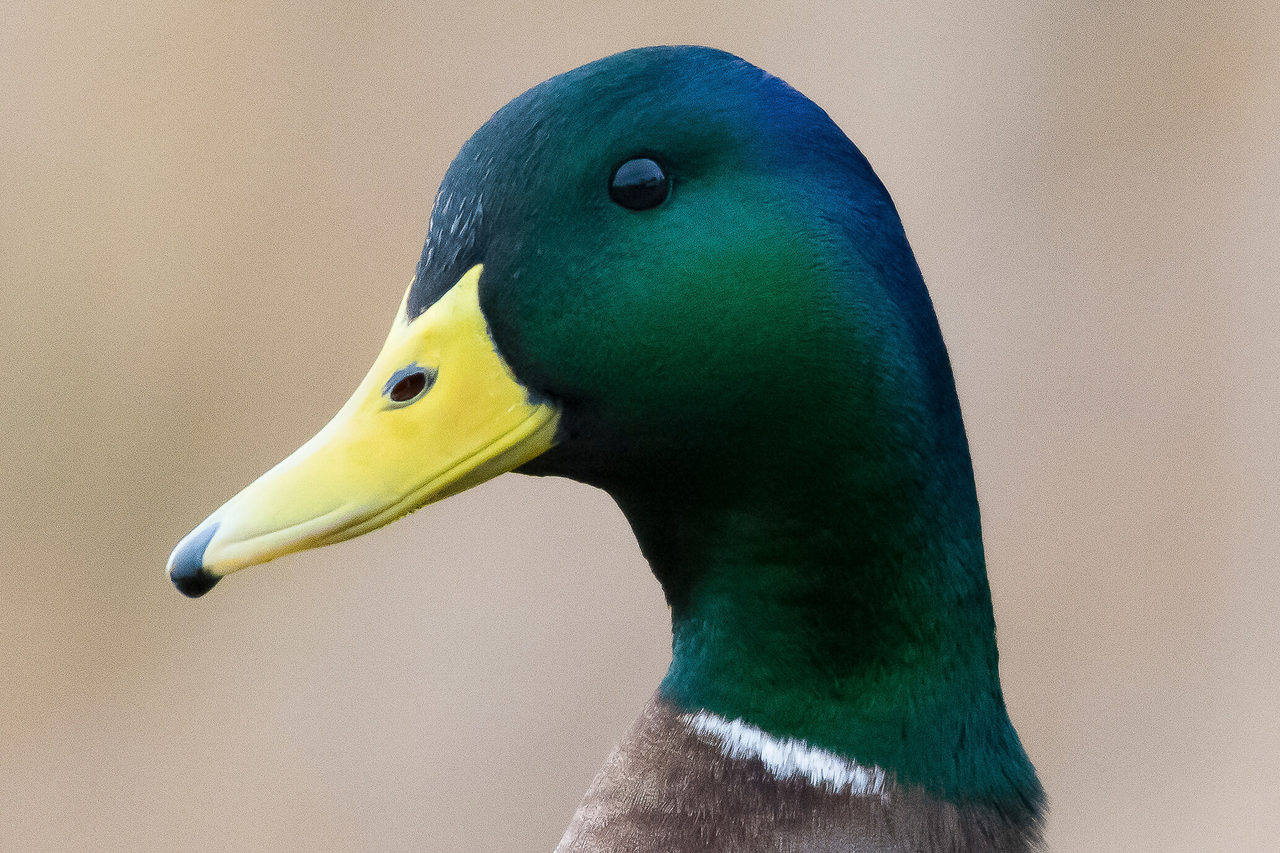 Mallard