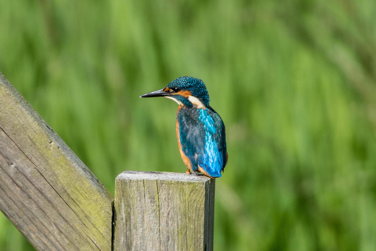 Kingfisher on Hickling Broad
