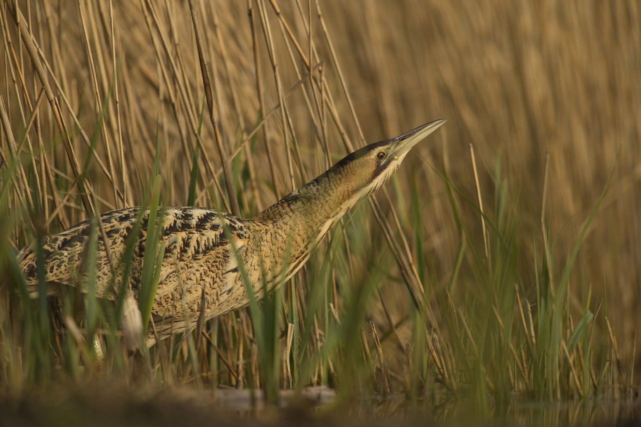 Bittern