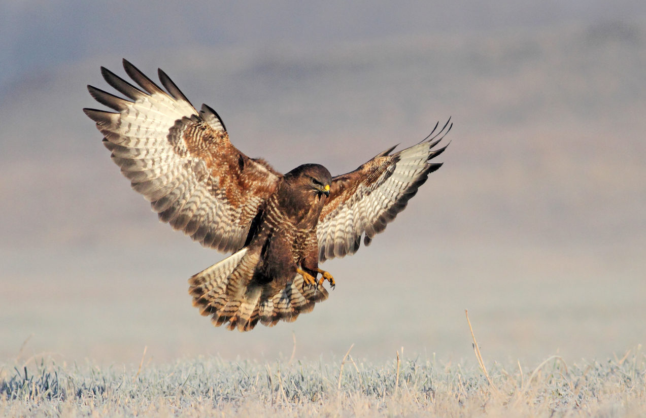 Common Buzzard