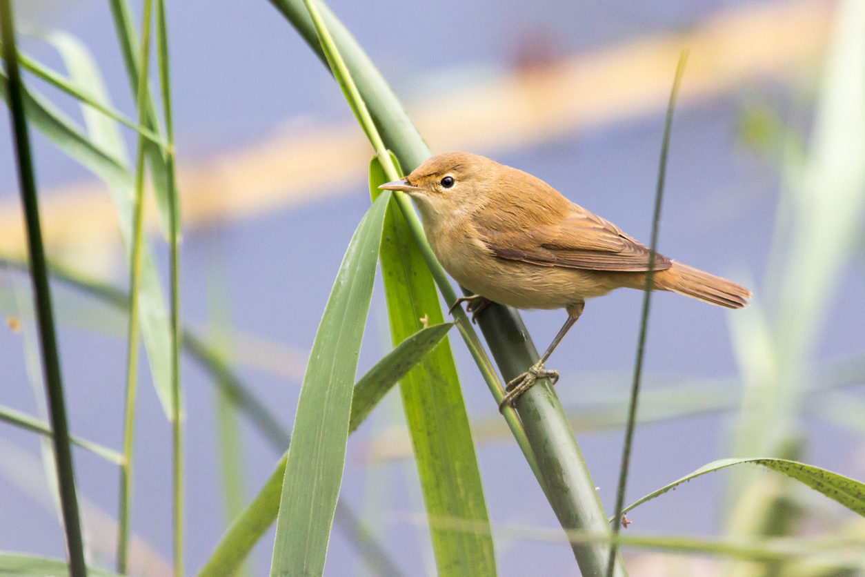 Reed Warbler