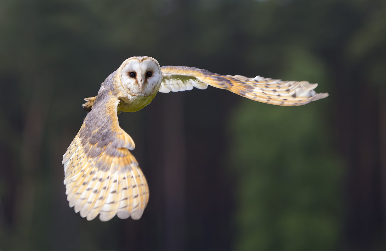 Barn Owl