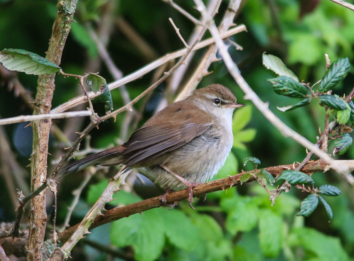 Cetti S Warbler