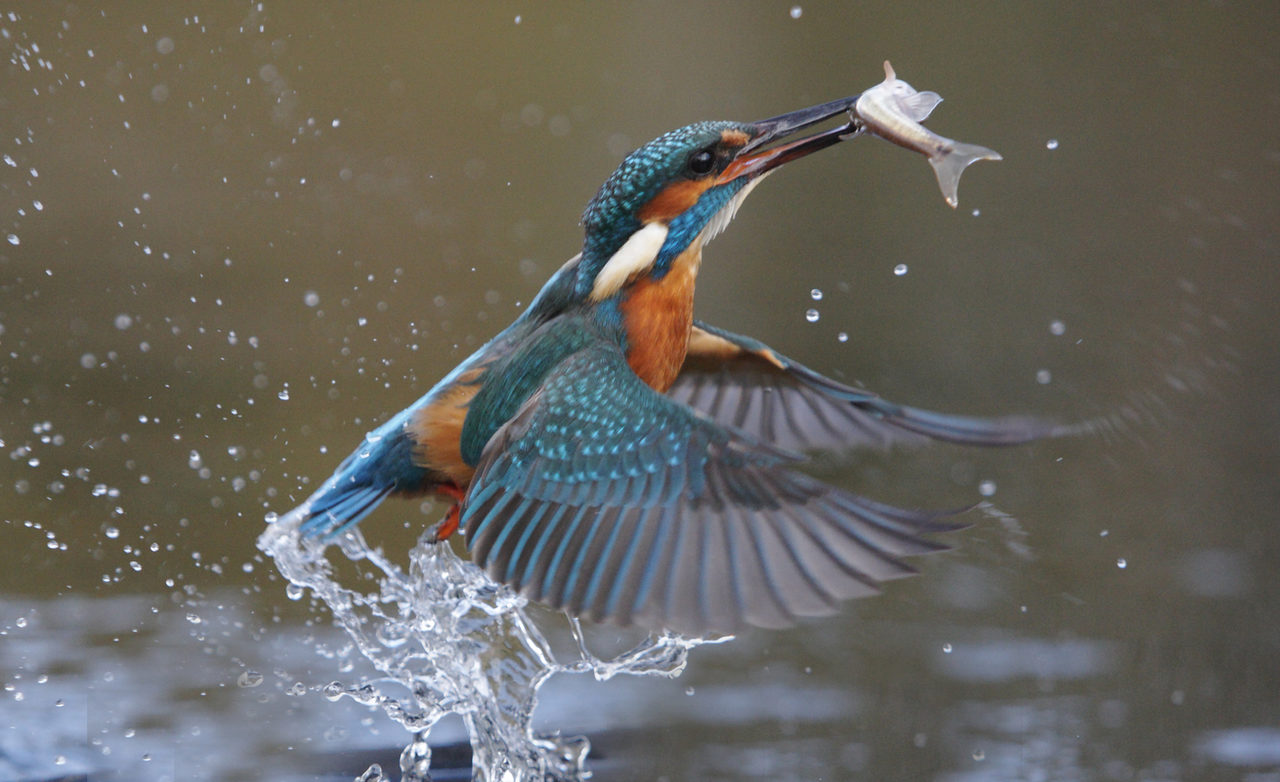 Kingfisher