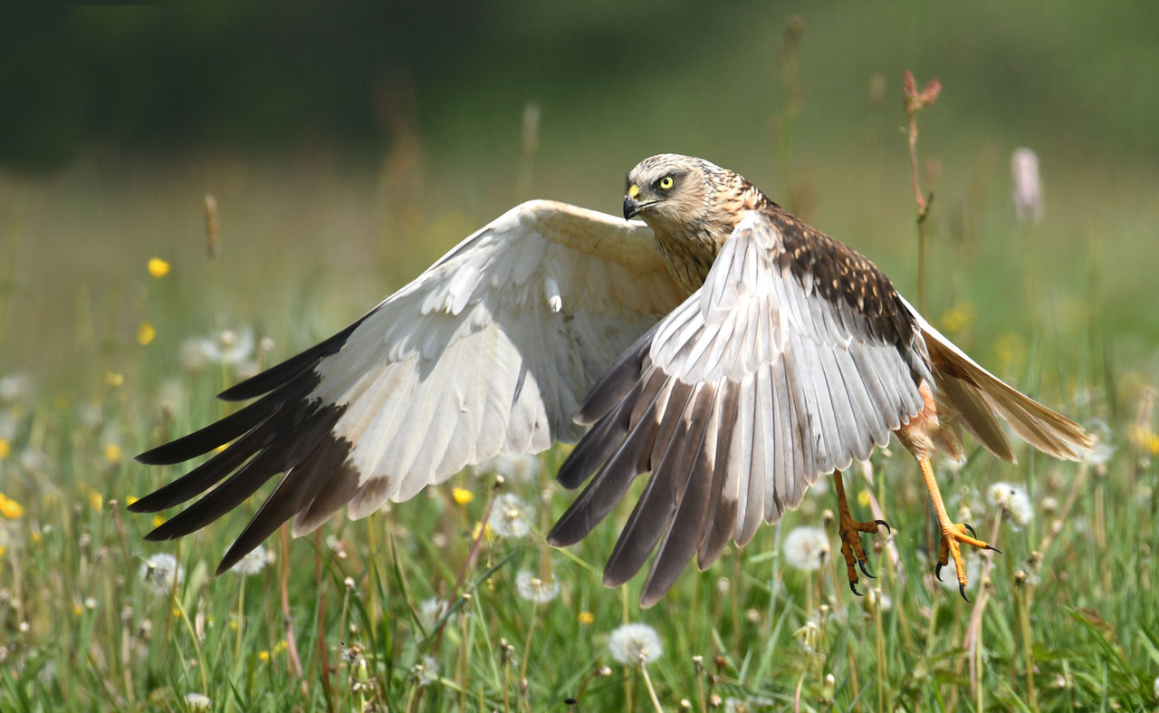 Marsh Harrier