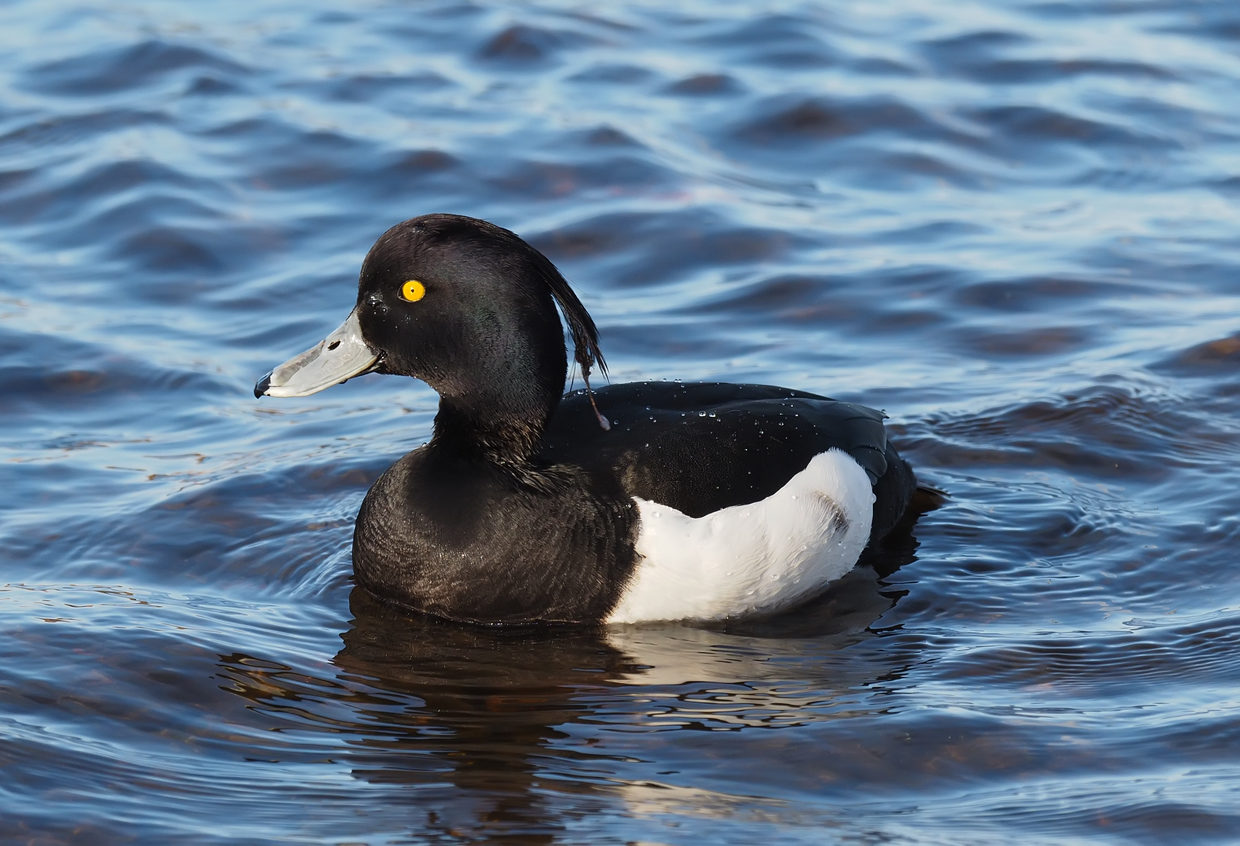 Tufted Duck