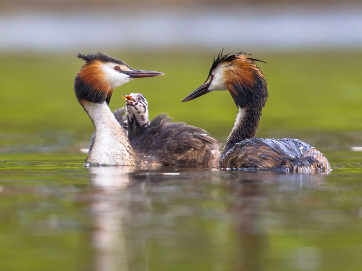 Grebe Pair