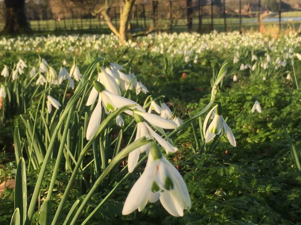 Snowdrops Close Up For Adverts