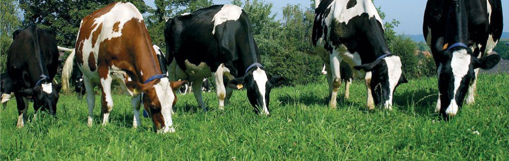 Wheatacre Friendly Cows