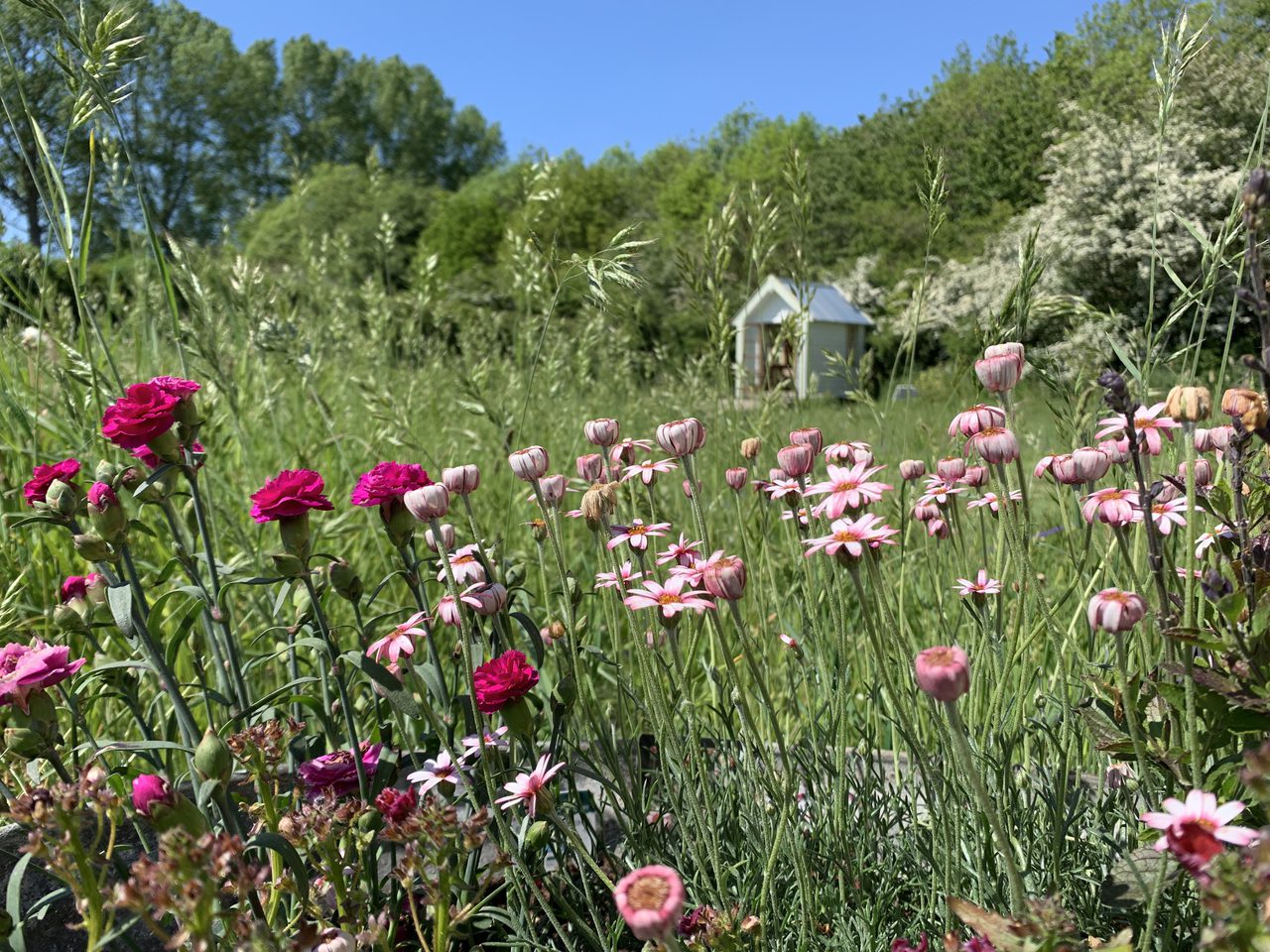 Wild Flowers