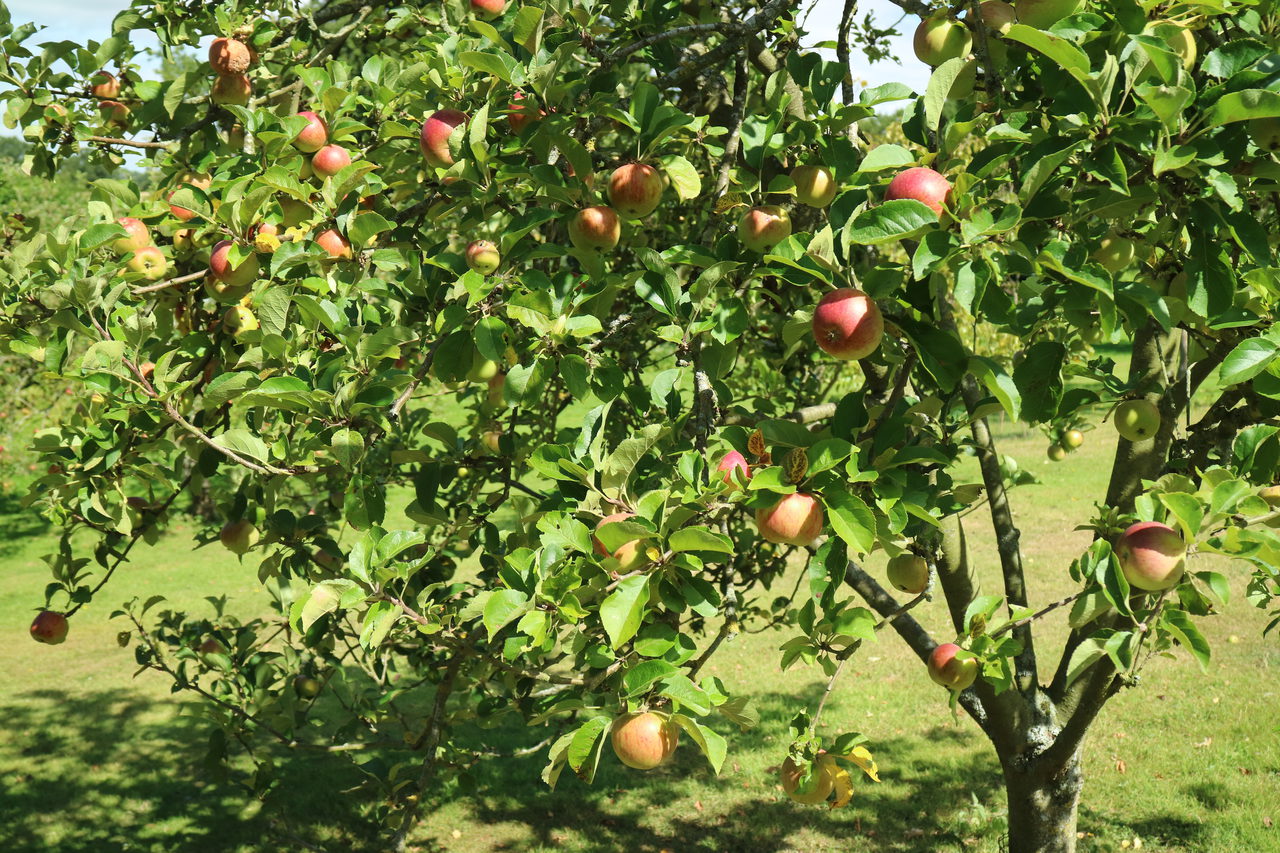 Apple Season