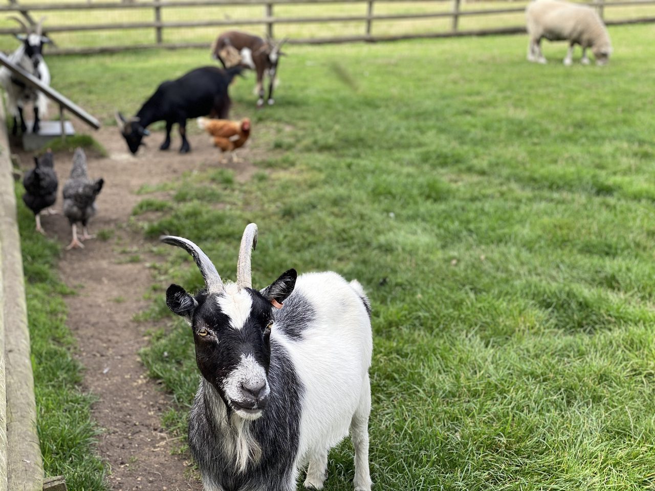 Gorgeous Goats at Petitts