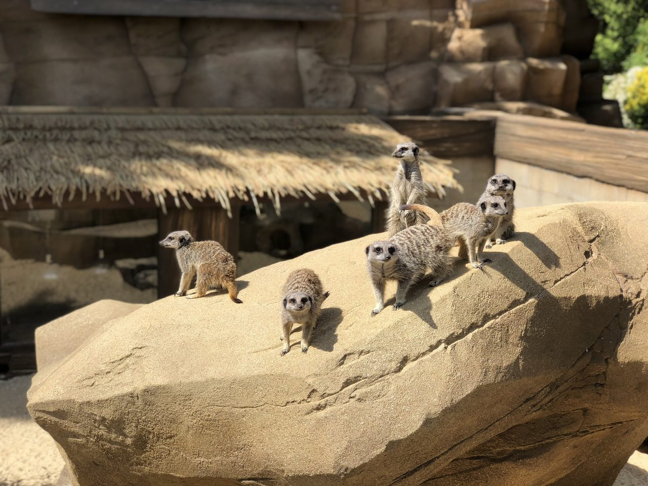 Meercat Heaven at Pettitts