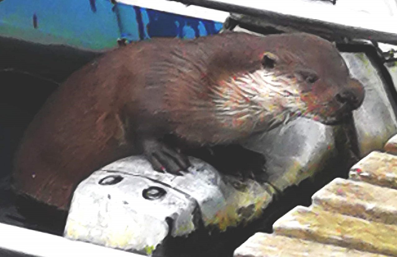 Otter